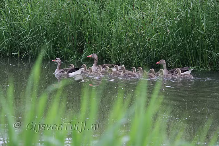 Lo Dieren Algemeen  (Collage) 2007 - 2010